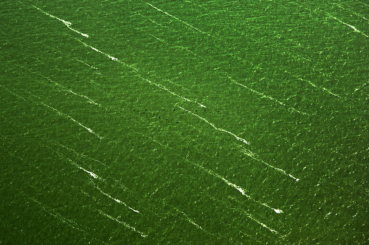 Abstract Aerial View of Water Stripes and Birds near Markermeer, Netherlands.