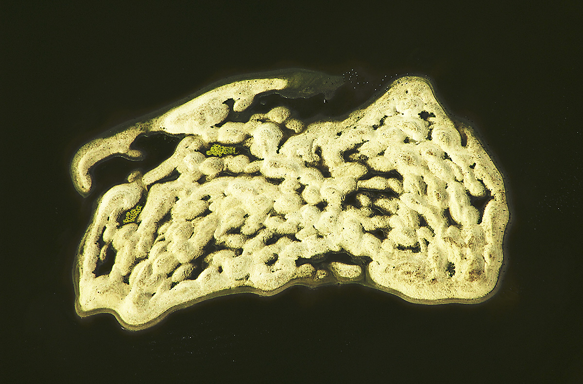 Arial Top View of an Island Looks like Brain, Netherlands.