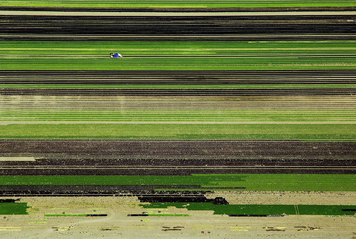 Abstract Aerial View of a Tulip Field, Netherlands.