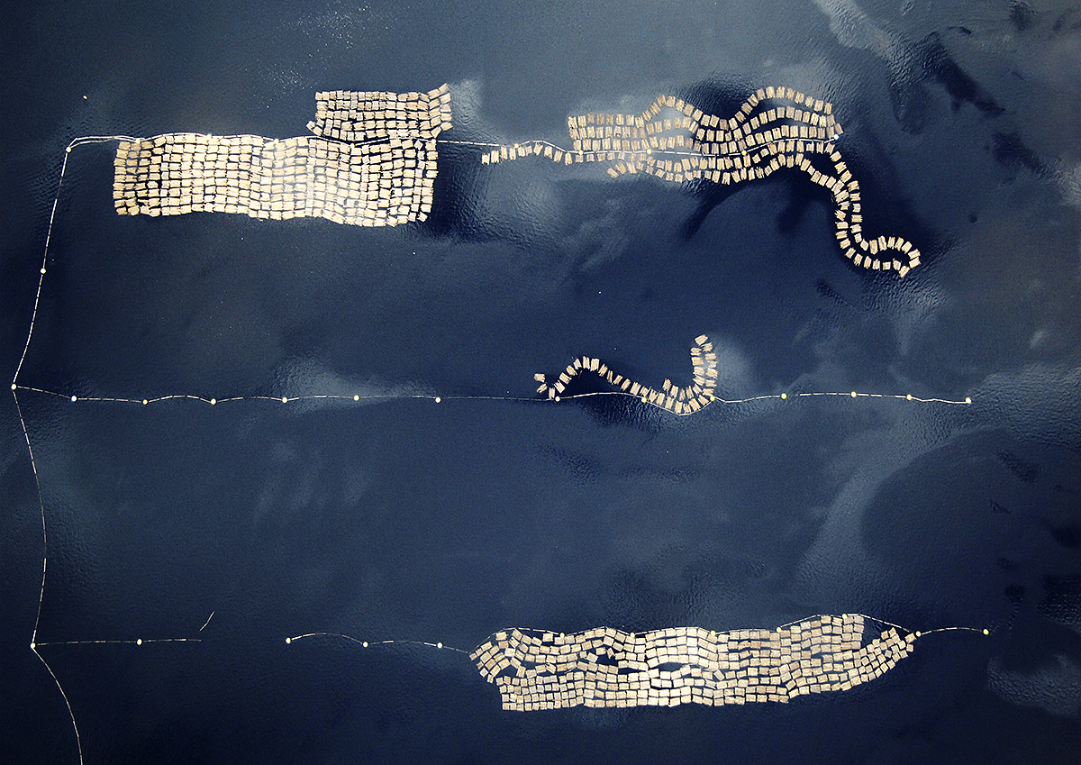 Aerial Abstract Top View of Wood Logs Floating in the Lake, Sweden.