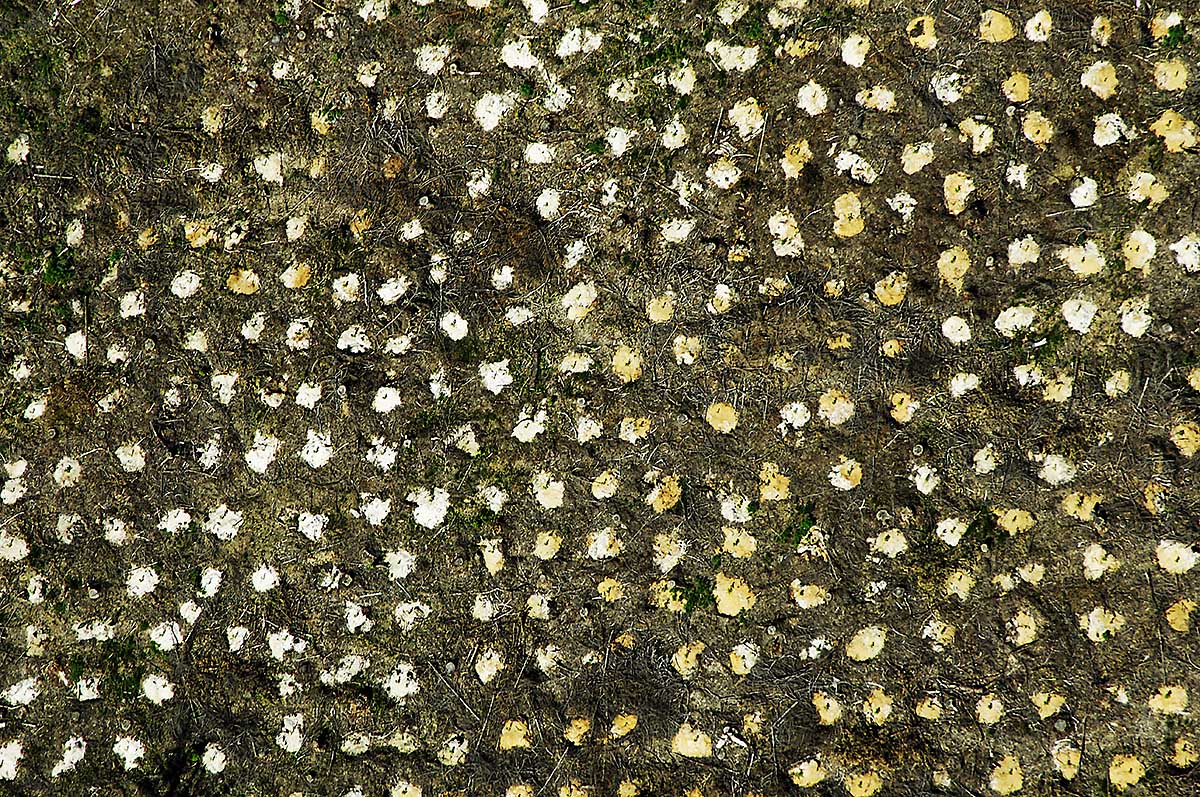 Aerial Top Down View of Tree Stumps, Sweden.