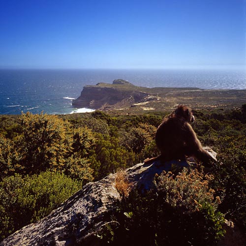 Sea and Landscape of Cape Of Good Hope with Baboon, South Africa.